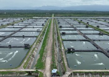 Dengan beralih menggunakan listrik PLN, tambak udang PT WLI hemat biaya operasional hingga 86 persen. (foto: Divcom PLN Pusat/ PenaTerkini.com)