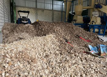 Limbah bonggol jagung dari petani  di Tuban diolah melalui mesin hammer mill bantuan CSR PLN Nusantara Power UP Tanjung Awar-awar sebelum dijadikan sebagai campuran biomassa  pada co-firing PLTU Tuban. Bantuan mesin tersebut  untuk meningkatkan kapasitas produksi Koperasi Energi Cakrawala Nusantara yang mengolah limbah jagung dari petani menjadi biomassa untuk co-firing PLTU. (Divkom PLN Pusat/PenaTerkini.co.id)