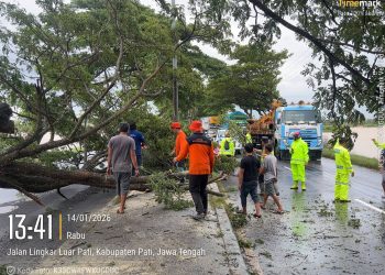 Petugas dari Polsek Pati Kota bersama Satlantas dan Sat Samapta Polresta Pati, dibantu BPBD Kabupaten Pati serta relawan melakukan evakuasi pohon trembesi  tumbang di ruas Jalan Lingkar Pati–Juwana, turut Dukuh Gilis, Desa Sugiharjo, Kecamatan Pati, Rabu (14/1/2026) siang. (Dok. Humas Polresta Pati/ PenaTerkini.co.id)
