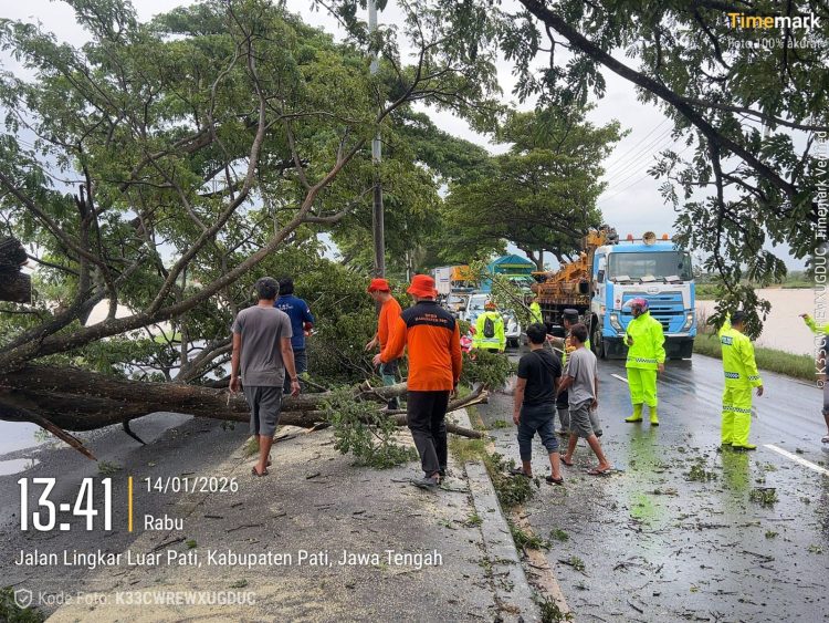 Petugas dari Polsek Pati Kota bersama Satlantas dan Sat Samapta Polresta Pati, dibantu BPBD Kabupaten Pati serta relawan melakukan evakuasi pohon trembesi  tumbang di ruas Jalan Lingkar Pati–Juwana, turut Dukuh Gilis, Desa Sugiharjo, Kecamatan Pati, Rabu (14/1/2026) siang. (Dok. Humas Polresta Pati/ PenaTerkini.co.id)